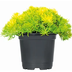 Plantiflor Bodendecker-Stauden Pflasta la Vista Topf 13 cm