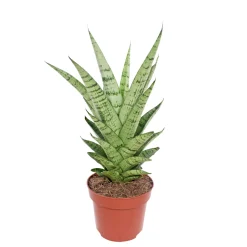 Plantiflor Bogenhanf Topf Durchmesser 12 cm