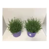 Plantiflor Echter Lavendel T19