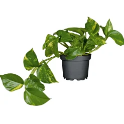 Plantiflor Efeutute Topf Durchmesser 12 cm