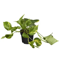 Plantiflor Efeutute Topf Durchmesser 12 cm