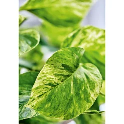 Plantiflor Efeutute Topf Durchmesser 12 cm