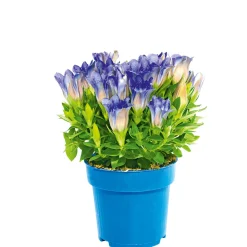 Plantiflor Enzian blau Topf- Durchmesser 10,5 cm