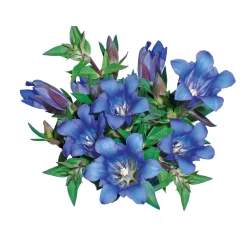 Plantiflor Enzian blau Topf- Durchmesser 10,5 cm