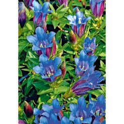 Plantiflor Enzian blau Topf- Durchmesser 10,5 cm