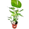 Plantiflor Fensterblatt 45-50 cm T 14
