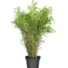 Plantiflor Gartenbambus Fargesia Schirmbambus Topf Durchmesser 23 cm