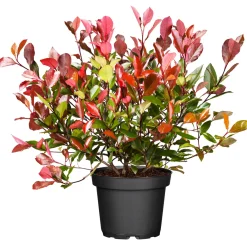 Plantiflor Glanzmispel Red Robin im Topf Durchmesser 17 cm