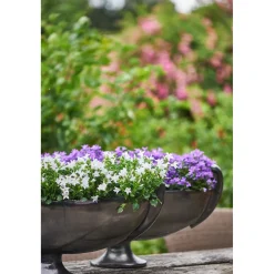 Plantiflor Glockenblume blau Topf 11 cm