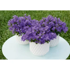 Plantiflor Glockenblume blau Topf 11 cm