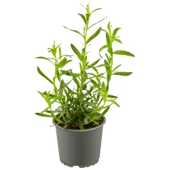 Plantiflor Gourmetkräuter Estragon Topf 12 cm
