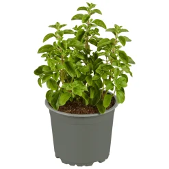 Plantiflor Gourmetkräuter Majoran Topf 12 cm