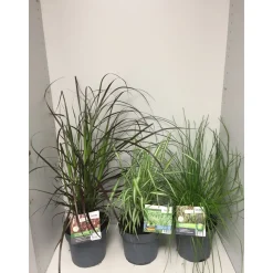 Plantiflor Gräser Sortiment T19
