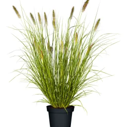 Plantiflor Gräser Sortiment T19