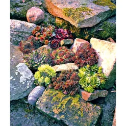 Plantiflor Hauswurz Topf-Ø 9 cm 6er-Pack