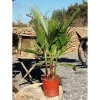 Plantiflor IMPO Washingtonia Gruppe T20 90 cm