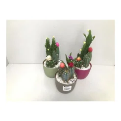 Plantiflor Kakteen mit geklebten Blüten Eiförmiger Topf verschiedene Sorten T14