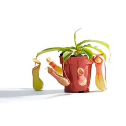 Plantiflor Kannenpflanze Topf Durchmesser 9 cm