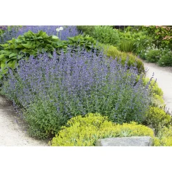 Plantiflor Katzenminze Topf Durchmesser 13 cm