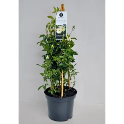 Plantiflor Kletterrose weiß Topf 23 cm