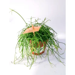 Plantiflor Korallenkaktus 15-20 cm T12