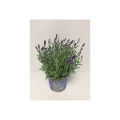 Plantiflor Lavendel Durchmesser 17