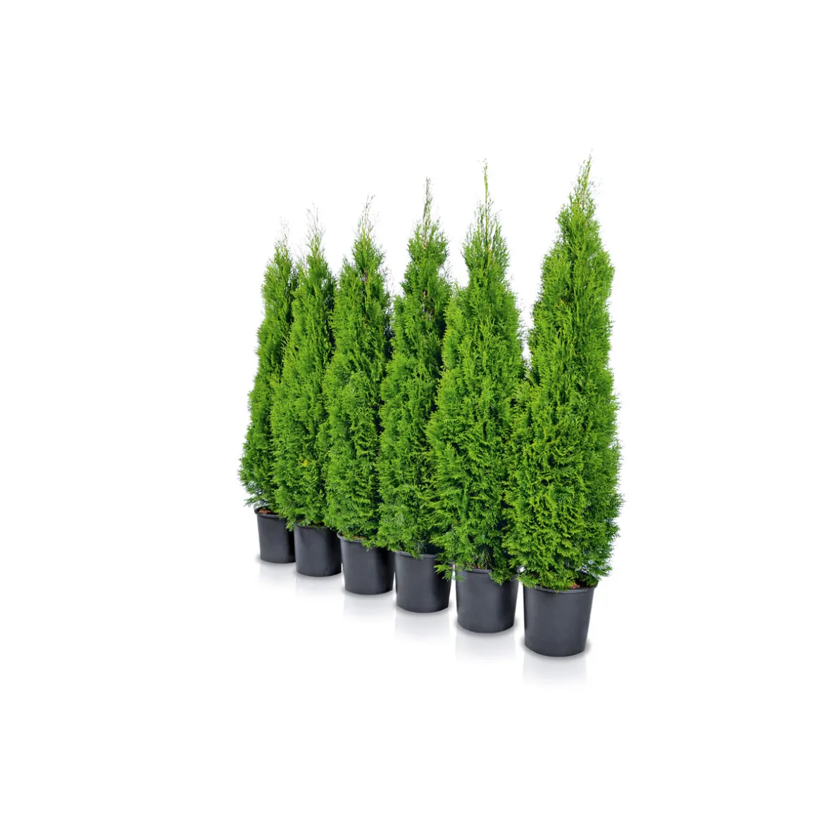 Plantiflor Lebensbaum Thuja Topf Durchmesser 17 cm