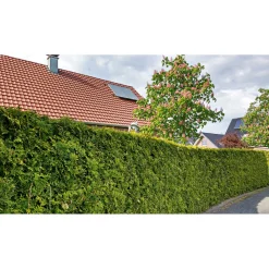 Plantiflor Lebensbaum Thuja Topf Durchmesser 17 cm