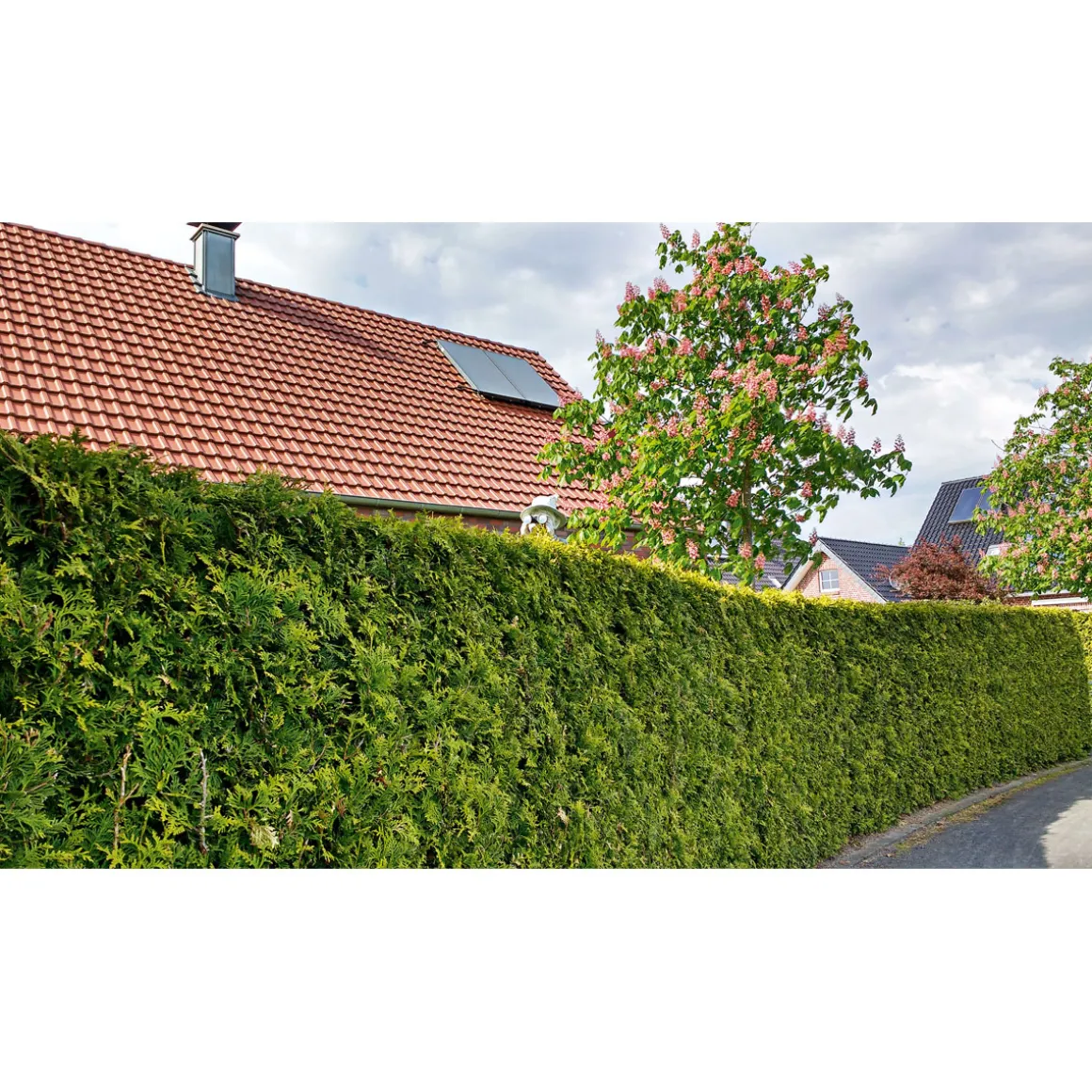 Plantiflor Lebensbaum Thuja Topf Durchmesser 17 cm