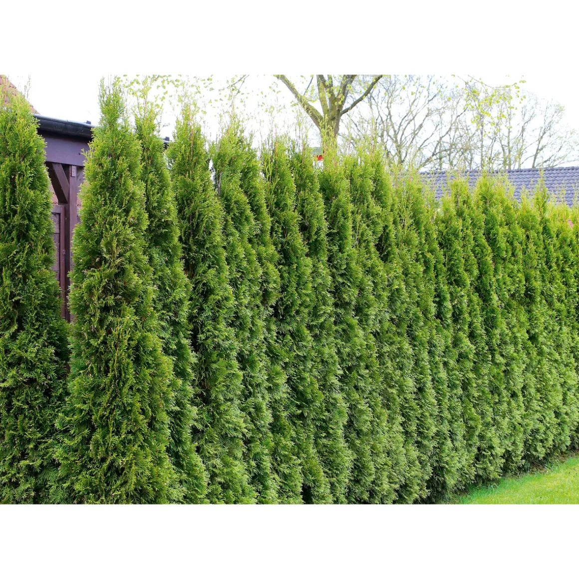 Plantiflor Lebensbaum Thuja Topf Durchmesser 17 cm