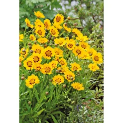 Plantiflor Mädchenauge Topf Durchmesser 13 cm