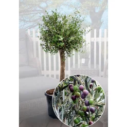 Plantiflor Oliven-Stamm im Topf Durchmesser 15 cm