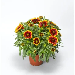Plantiflor Prärie-Korkadenblume Topf Durchmesser 19 cm