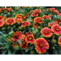 Plantiflor Prärie-Korkadenblume Topf Durchmesser 19 cm