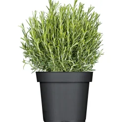 Plantiflor Rosmarin im Topf Durchmesser 14 cm
