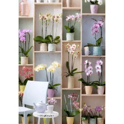 Plantiflor Schmetterlings-Orchidee 3-Trieber Topf Durchmesser 12 cm