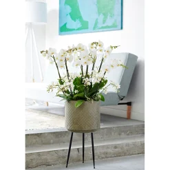 Plantiflor Schmetterlings-Orchidee 3-Trieber Topf Durchmesser 12 cm