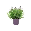 Plantiflor Schopf-Lavendel Topf- Durchmesser 14 cm