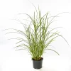 Plantiflor Solitär-Gräser Topf Durchmesser 23 cm