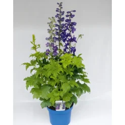 Plantiflor Staude P19 verschiedene Sorten