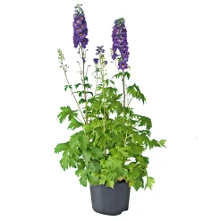 Plantiflor Staude P19 verschiedene Sorten