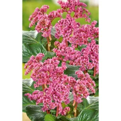 Plantiflor Staude P19 verschiedene Sorten