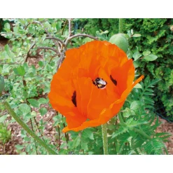 Plantiflor Staude P19 verschiedene Sorten