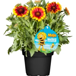 Plantiflor Stauden-Mix Biene Maja Topf- Durchmesser 13 cm