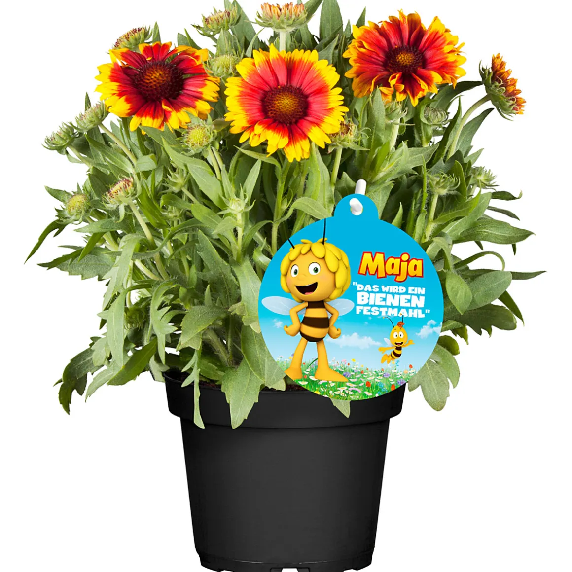 Plantiflor Stauden-Mix Biene Maja Topf- Durchmesser 13 cm