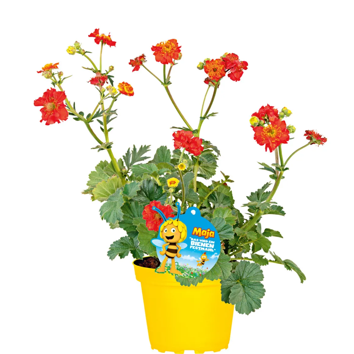 Plantiflor Stauden-Mix Biene Maja Topf- Durchmesser 13 cm