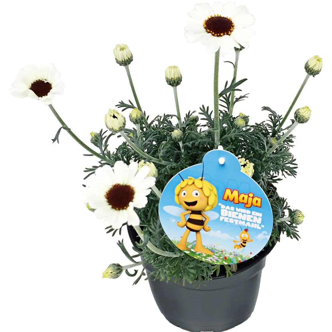 Plantiflor Stauden-Mix Biene Maja Topf- Durchmesser 13 cm