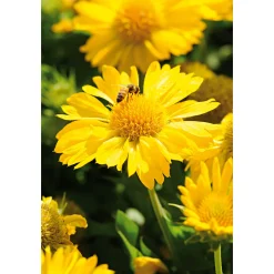 Plantiflor Staudenmix Indian Summer Topf Durchmesser 13 cm