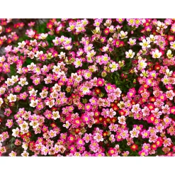 Plantiflor Steingartenstauden im Topf Durchmesser 13 cm