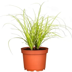 Plantiflor Ziergräser Durchmesser 17 cm versch Sorten